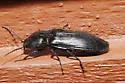 Neopristilophus maurus