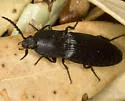 Neopristilophus maurus - photo 2