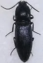 Neopristilophus maurus - photo 3