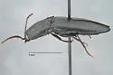 Neopristilophus maurus - photo 4