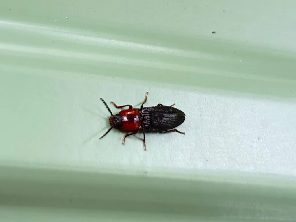 Neopristilophus signaticollis - photo 2