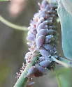 Woolly Maple Aphid