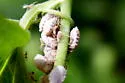 Woolly Maple Aphid - photo 2