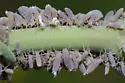 Woolly Maple Aphid - photo 3