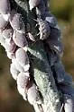 Woolly Maple Aphid - photo 4