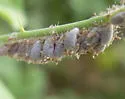 Woolly Maple Aphid - photo 5