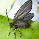 Neoprocris floridana - Hodges#4631.2