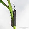 Neoprocris floridana - Hodges#4631.2 - photo 3