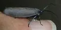 Neoprocris floridana - Hodges#4631.2 - photo 4