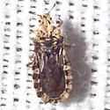 Neoproxius gypsatus