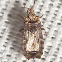 Neoproxius gypsatus - photo 2