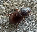 Neopsammodius interruptus - photo 3