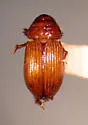 Neopsammodius quinqueplicatus