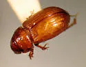 Neopsammodius quinqueplicatus - photo 2