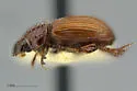 Neopsammodius quinqueplicatus - photo 3