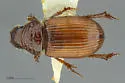 Neopsammodius quinqueplicatus - photo 4