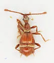 Neopselaphus mexicanus - Neopselaphus mexicanus