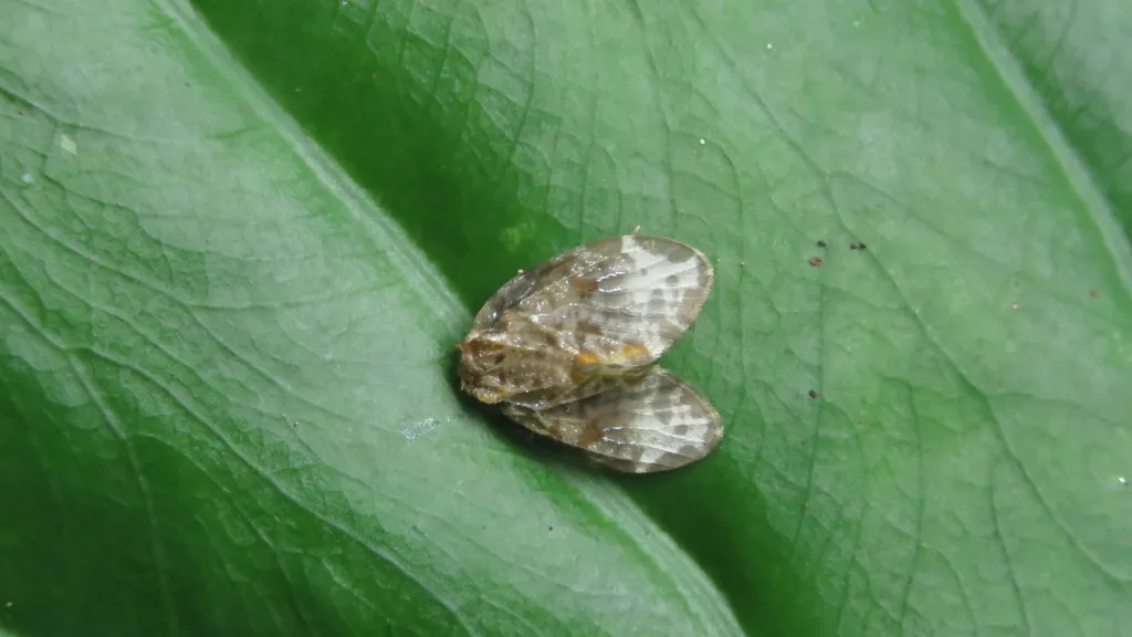 Archaic Bell Moths - photo 2