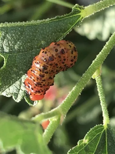 Hollyhock Sawfly