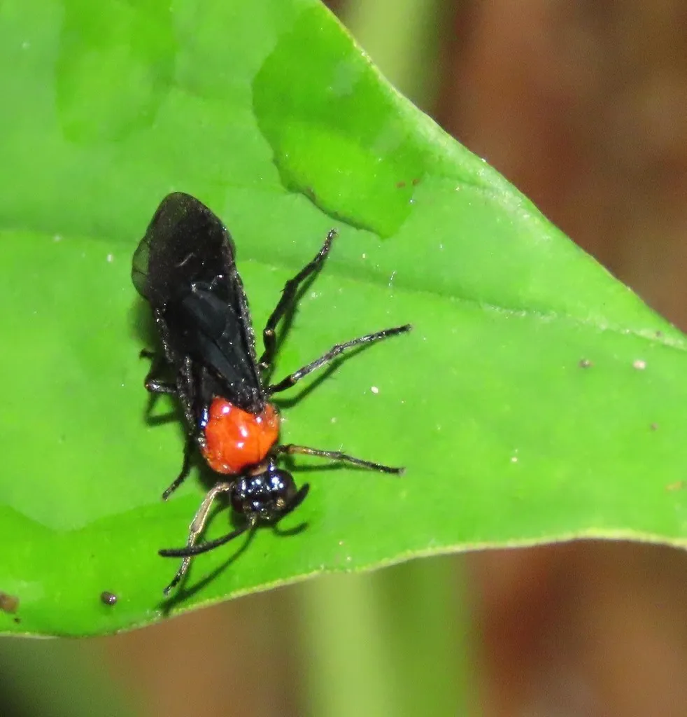 Neoptilia tora - Neoptilia tora