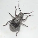 Neoptochus adspersus - Neoptochus adspersus