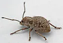 Neoptochus adspersus - photo 2