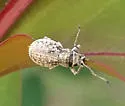 Neoptochus adspersus - photo 4
