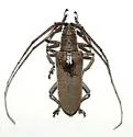 Neoptychodes trilineatus - Neoptychodes trilineatus