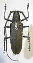 Neoptychodes trilineatus - photo 2