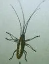 Neoptychodes trilineatus - photo 3