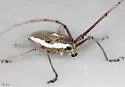 Neoptychodes trilineatus - photo 4