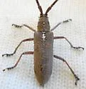 Neoptychodes trilineatus - photo 5