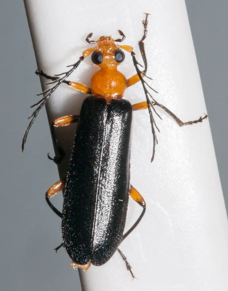 Neopyrochroa femoralis