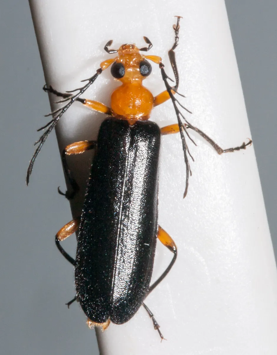 Neopyrochroa femoralis - photo 3