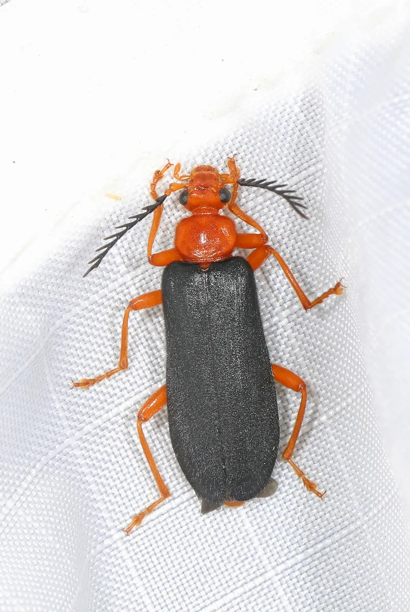 Neopyrochroa flabellata - photo 3