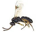 Neorhacodes brevicauda