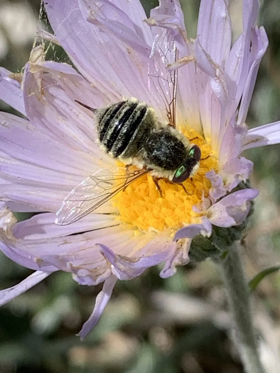 Neorhynchocephalus sackenii - photo 2