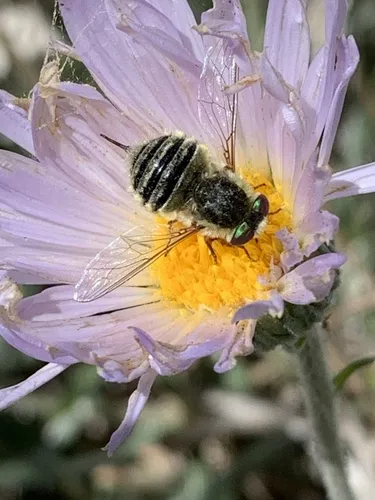 Neorhynchocephalus sackenii - photo 3