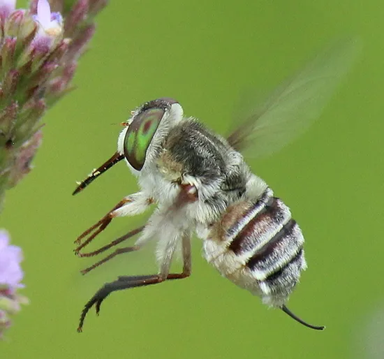 Neorhynchocephalus volaticus - photo 2