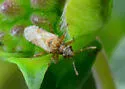Neortholomus arphnoides - photo 2
