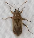 Neortholomus jamaicensis