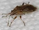 Neortholomus jamaicensis - photo 2
