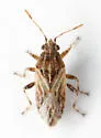 Neortholomus jamaicensis - photo 3