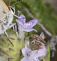 Neortholomus koreshanus