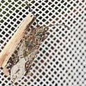 Neortholomus koreshanus - photo 4