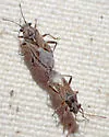 Neortholomus nevadensis