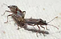 Neortholomus nevadensis - photo 2