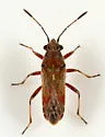 Neortholomus scolopax
