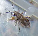 Neortholomus scolopax - photo 2