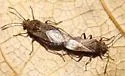 Neortholomus scolopax - photo 3